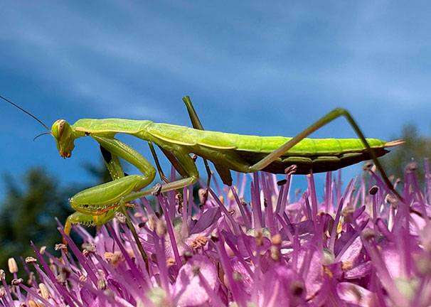 iPhone 16 256 GB - Más detalle, desde más lejos iPhone 16 256 GB Más detalle, desde más lejos