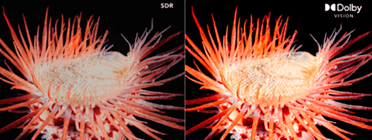 JVC 43VU3100 reacondicionado - Proyección de cine JVC 43VU3100 reacondicionado Proyección de cine