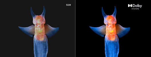 JVC 43VAQ6100 Dolby Vision: proyección de cine