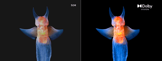 JVC 43VAQ6100 Dolby Vision: proyección de cine