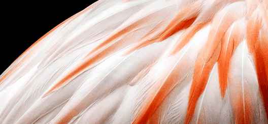 LG Smart TV OLED 55" C36LC - El único negro puro. Ahora un 20% más brillante* LG Smart TV OLED 55" C36LC El único negro puro. Ahora un 20% más brillante*