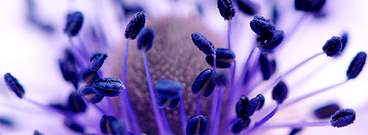 Samsung Galaxy A52 5G negro 128 GB - La cámara macro se centra en los pequeños detalles Samsung Galaxy A52 5G negro 128 GB La cámara macro se centra en los pequeños detalles