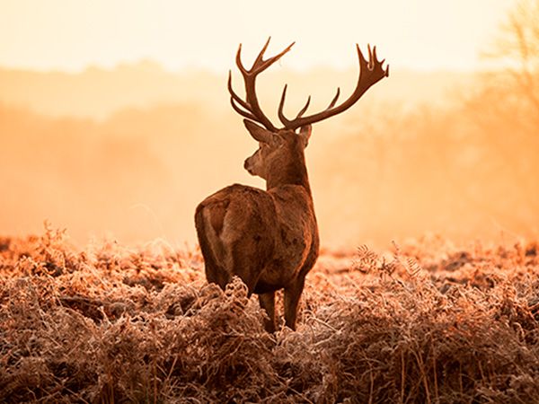 canal iberalia canal iberalia